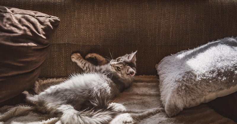 Protéger un canapé en tissu des griffes de chat : 7 astuces qui marchent vraiment